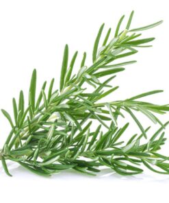 ROSEMARY